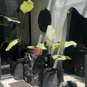 WhatsApp Image 2025-12-10 at 20.31.45 (1)